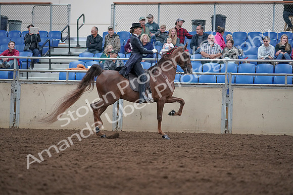 2019 Morgan Horse Show - Aug 31, 2019 - 20690