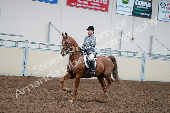 2020 - AB Morgan Horse - Sat, Sept 05 - 03272