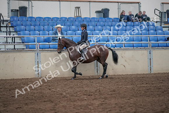 2019 Morgan Horse Show - Sept 01, 2019 - 12756