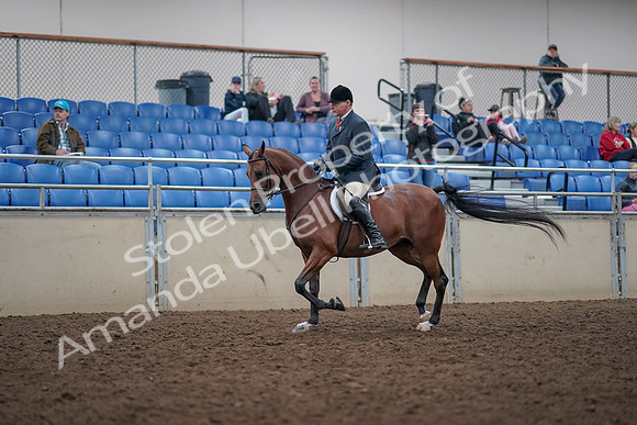 2019 Morgan Horse Show - Aug 31, 2019 - 14706