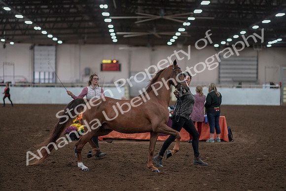 2019 Morgan Horse Show - Aug 31, 2019 - 01030