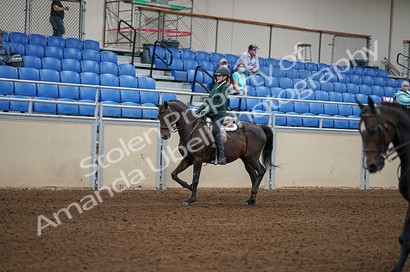 2020 - AB Morgan Horse - Fri, Sept 04 - 03942