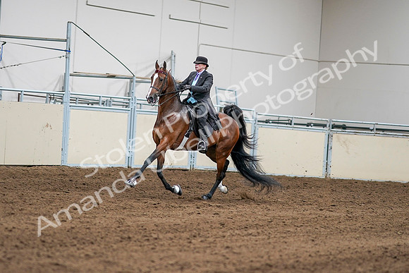 2020 - AB Morgan Horse - Sat, Sept 05 - 12962