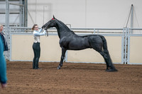 2020 - AB Morgan Horse - Sat, Sept 05 - 00050