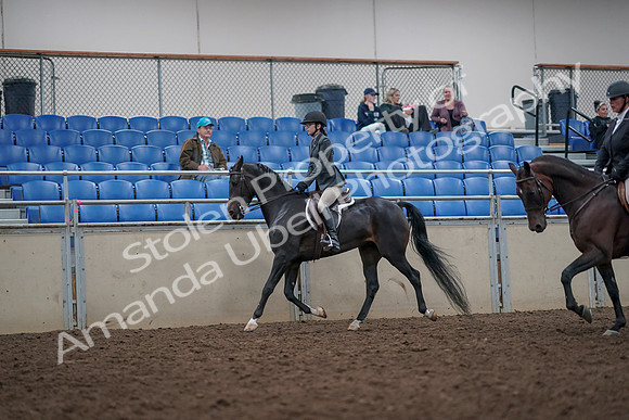 2019 Morgan Horse Show - Aug 31, 2019 - 14866