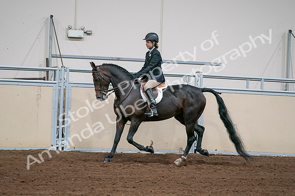 2020 - AB Morgan Horse - Fri, Sept 04 - 02029