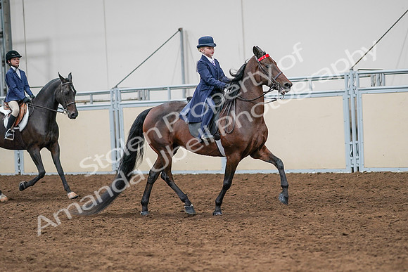 2020 - AB Morgan Horse - Sun, Sept 06 - 08015