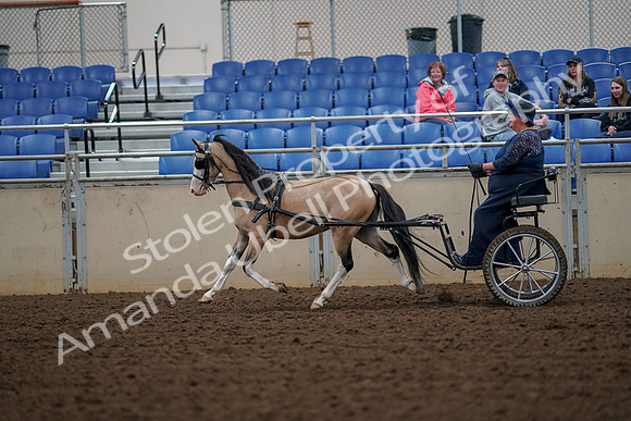 2019 Morgan Horse Show - Aug 30, 2019 - 13297