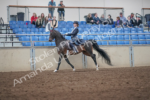 2019 Morgan Horse Show - Aug 31, 2019 - 20672