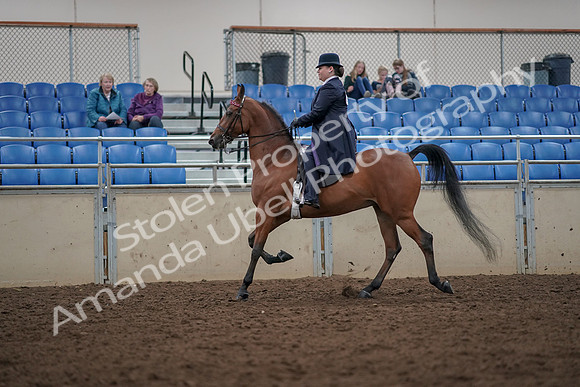 2019 Morgan Horse Show - Aug 30, 2019 - 28370