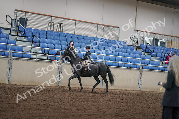 2019 Morgan Horse Show - Aug 30, 2019 - 12680