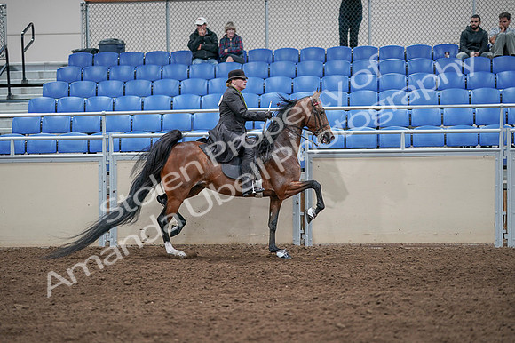 2020 - AB Morgan Horse - Fri, Sept 04 - 09823