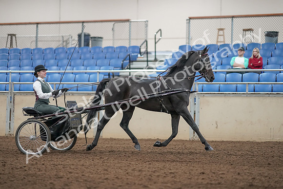 2019 Morgan Horse Show - Aug 31, 2019 - 04724