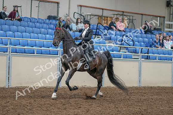 2020 - AB Morgan Horse - Fri, Sept 04 - 11337
