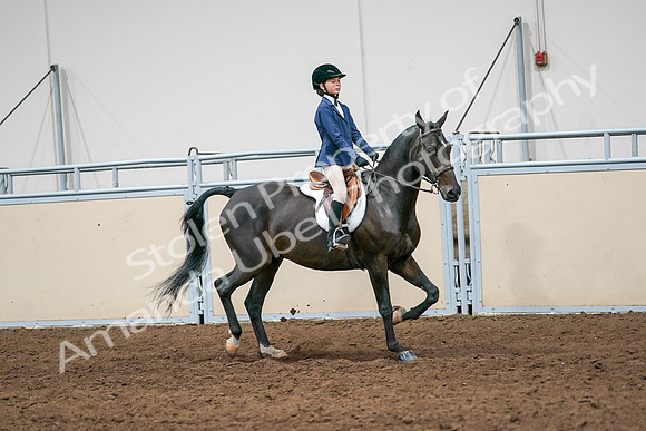 2020 - AB Morgan Horse - Sun, Sept 06 - 08036