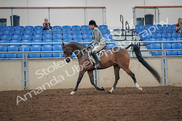 2019 Morgan Horse Show - Aug 30, 2019 - 17294