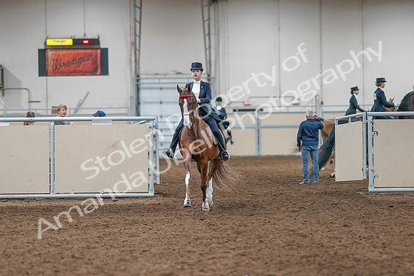 2020 - AB Morgan Horse - Sat, Sept 05 - 11353