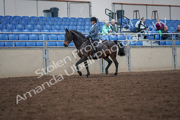 2019 Morgan Horse Show - Aug 30, 2019 - 18306