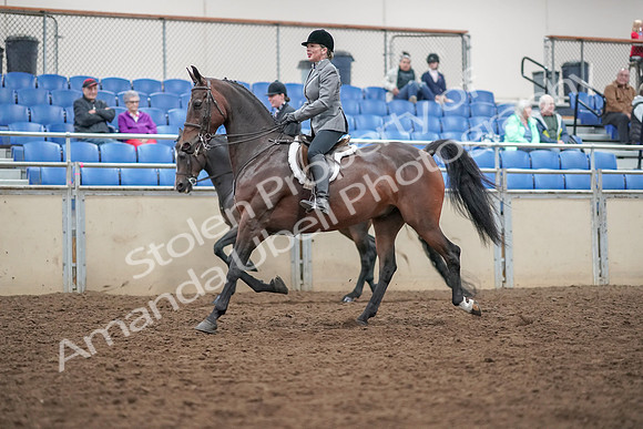2019 Morgan Horse Show - Aug 30, 2019 - 20178