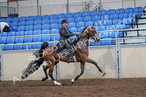 2020 - AB Morgan Horse - Sat, Sept 05 - 13226