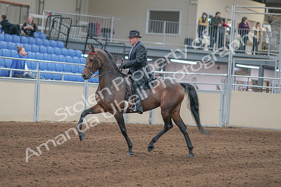 2020 - AB Morgan Horse - Sun, Sept 06 - 00288