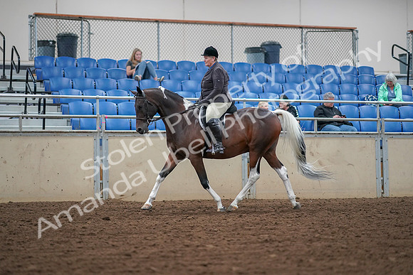 2019 Morgan Horse Show - Aug 30, 2019 - 16025