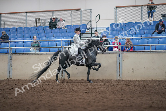 2019 Morgan Horse Show - Aug 31, 2019 - 09617