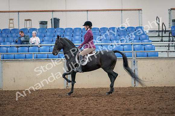 2019 Morgan Horse Show - Aug 30, 2019 - 23172