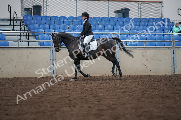 2019 Morgan Horse Show - Aug 30, 2019 - 18437
