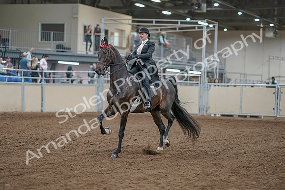 2020 - AB Morgan Horse - Fri, Sept 04 - 11109