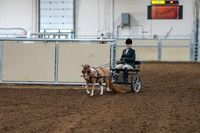 2020 - AB Morgan Horse - Fri, Sept 04 - 01054