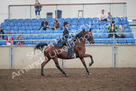 2019 Morgan Horse Show - Aug 31, 2019 - 09709