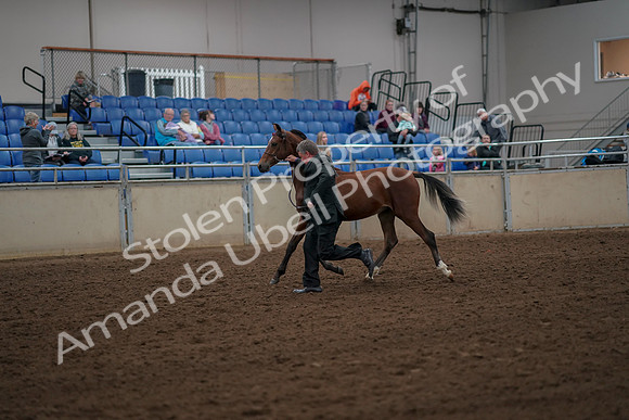 2019 Morgan Horse Show - Aug 30, 2019 - 25540