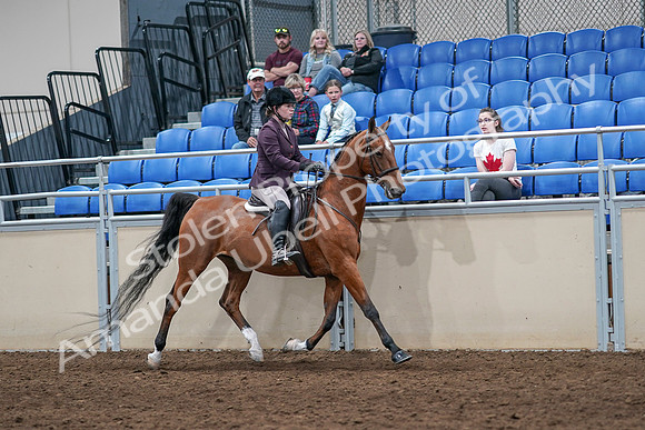 2020 - AB Morgan Horse - Sat, Sept 05 - 03216