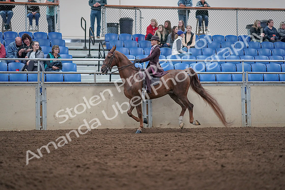 2019 Morgan Horse Show - Aug 31, 2019 - 20626