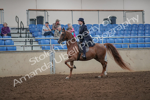 2019 Morgan Horse Show - Aug 30, 2019 - 26765
