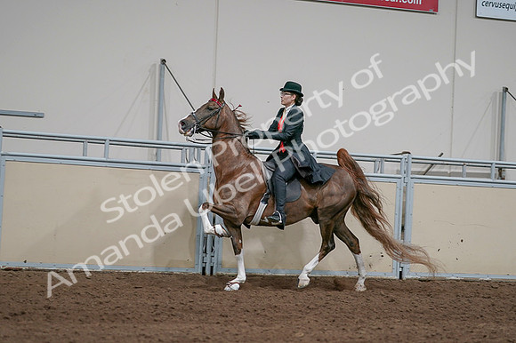 2020 - AB Morgan Horse - Fri, Sept 04 - 09742