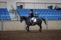 Class 114 - Morgan Sport Horse Amateur Jr Exhibitor