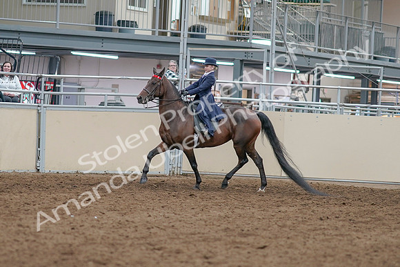 2020 - AB Morgan Horse - Sat, Sept 05 - 04746