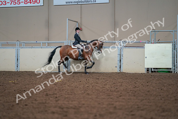 2019 Morgan Horse Show - Aug 30, 2019 - 20759