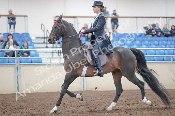 2019 Morgan Horse Show - Aug 31, 2019 - 20462