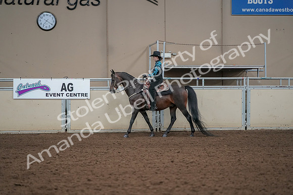 2019 Morgan Horse Show - Aug 30, 2019 - 25971