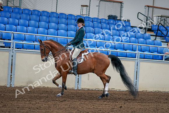 2020 - AB Morgan Horse - Fri, Sept 04 - 01552