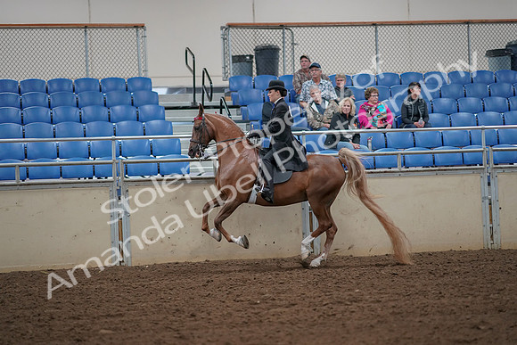 2019 Morgan Horse Show - Aug 30, 2019 - 25164