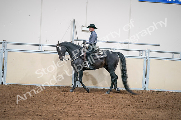 2020 - AB Morgan Horse - Fri, Sept 04 - 08399