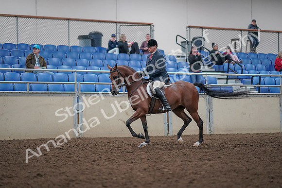 2019 Morgan Horse Show - Aug 31, 2019 - 14707