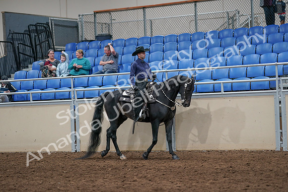 2020 - AB Morgan Horse - Sun, Sept 06 - 07529
