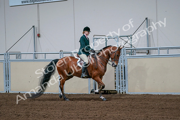 2020 - AB Morgan Horse - Fri, Sept 04 - 01729