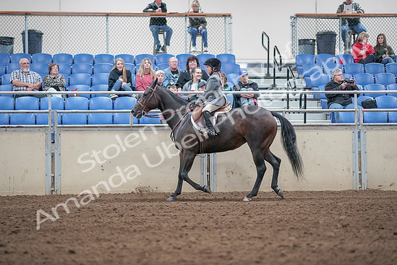 2019 Morgan Horse Show - Aug 31, 2019 - 19463