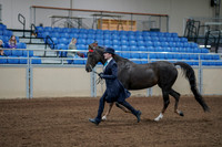 2020 - AB Morgan Horse - Fri, Sept 04 - 00675